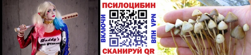 Купить  Олонец  Псилоцибиновые грибы MAGIC MUSHROOMS 